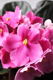 Beautiful violet flowers, closeup. Plant for house decor