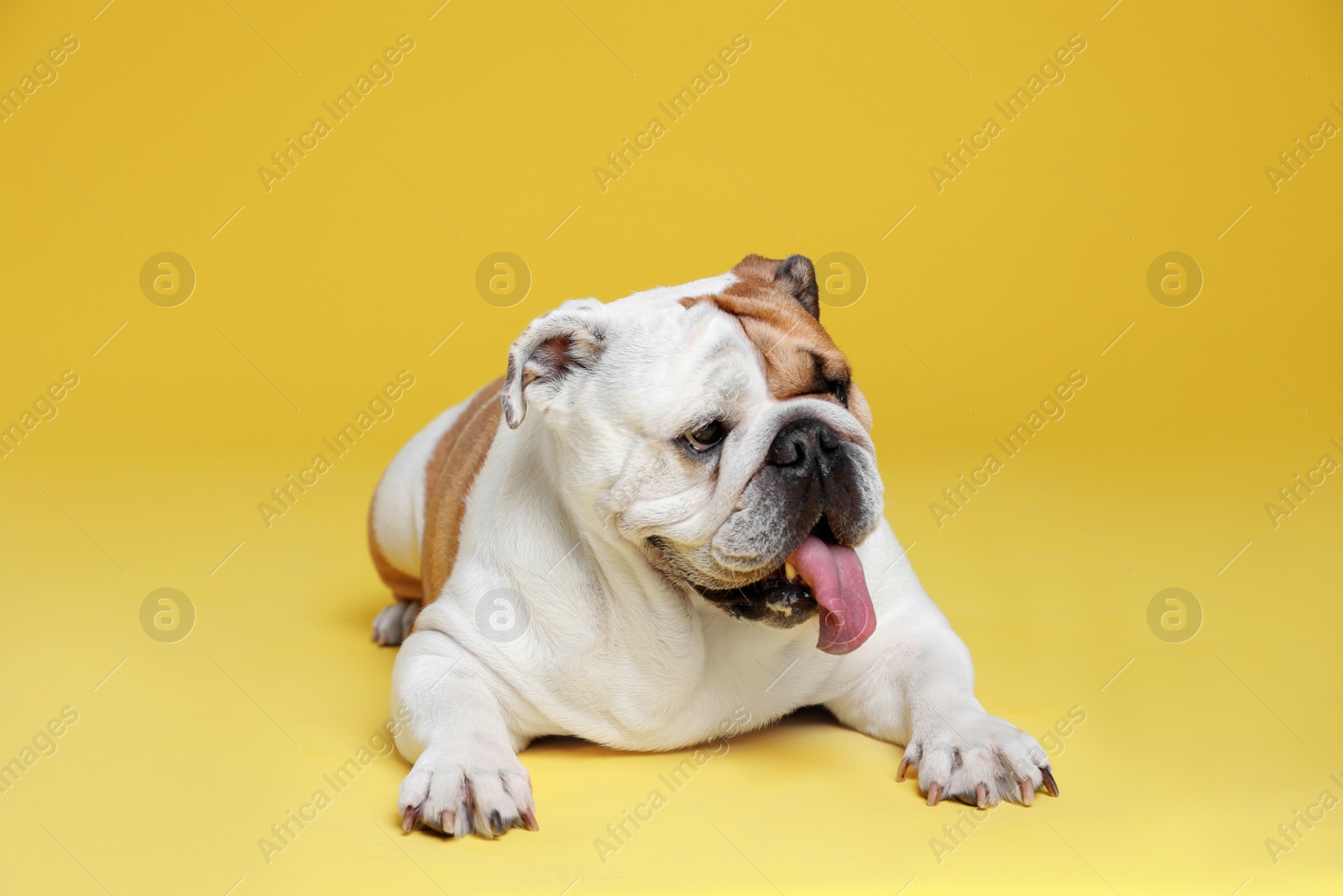 Photo of Adorable funny English bulldog on yellow background