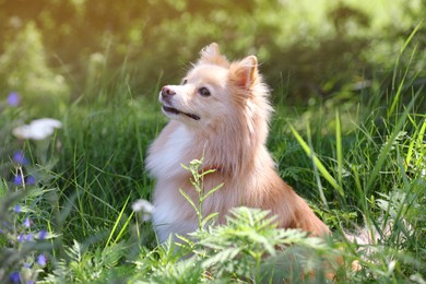 Cute dog on green grass in park