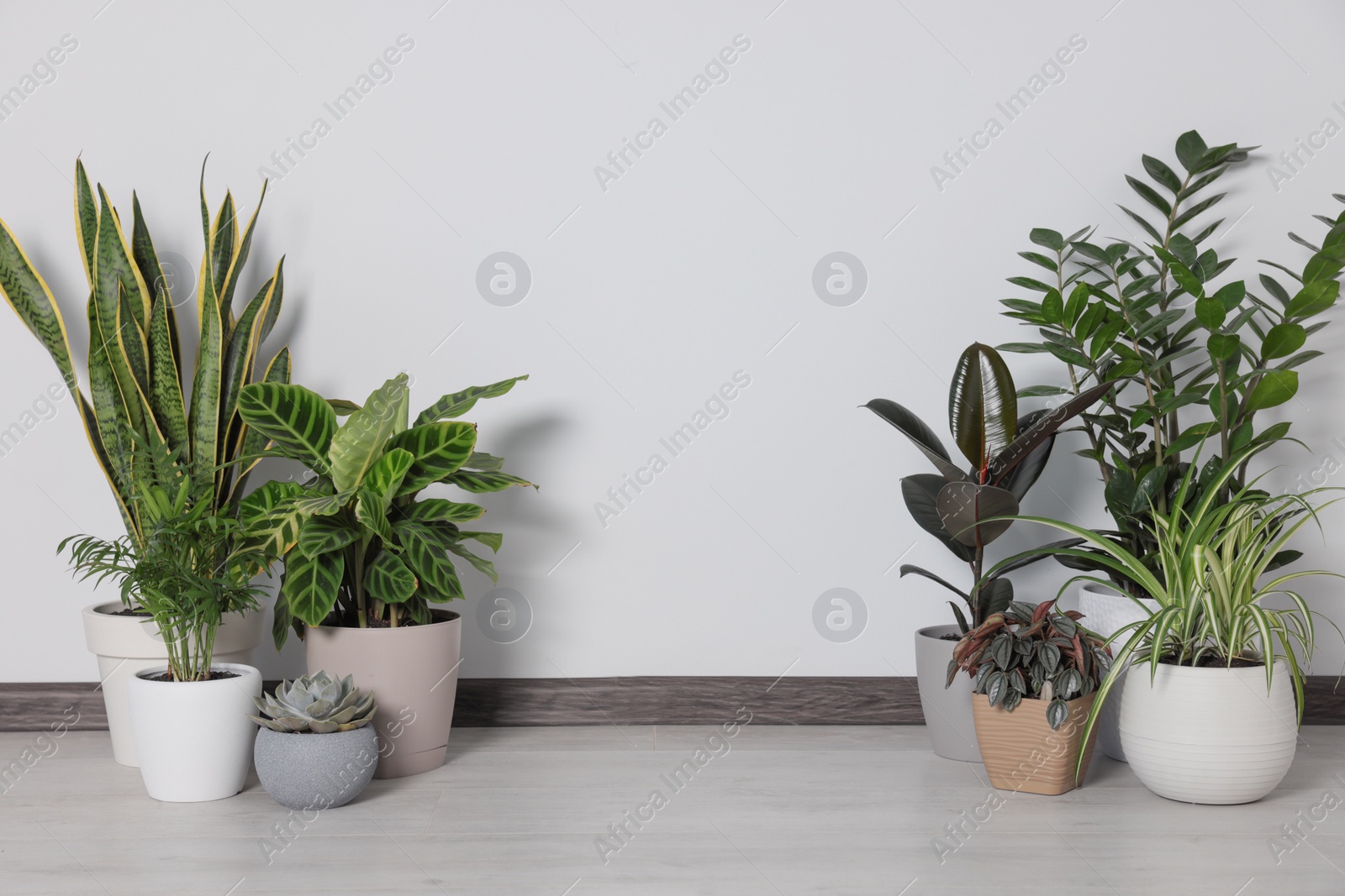 Photo of Collection of beautiful houseplants on floor near light wall. Space for text