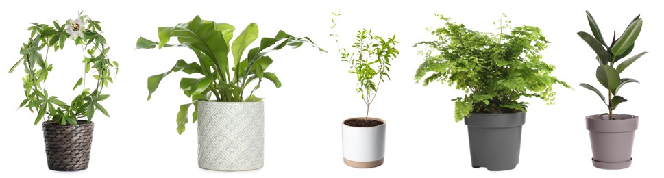 Image of Set with different beautiful plants on white background. Banner design