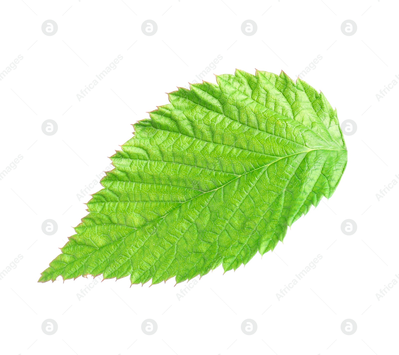 Photo of One green raspberry leaf isolated on white