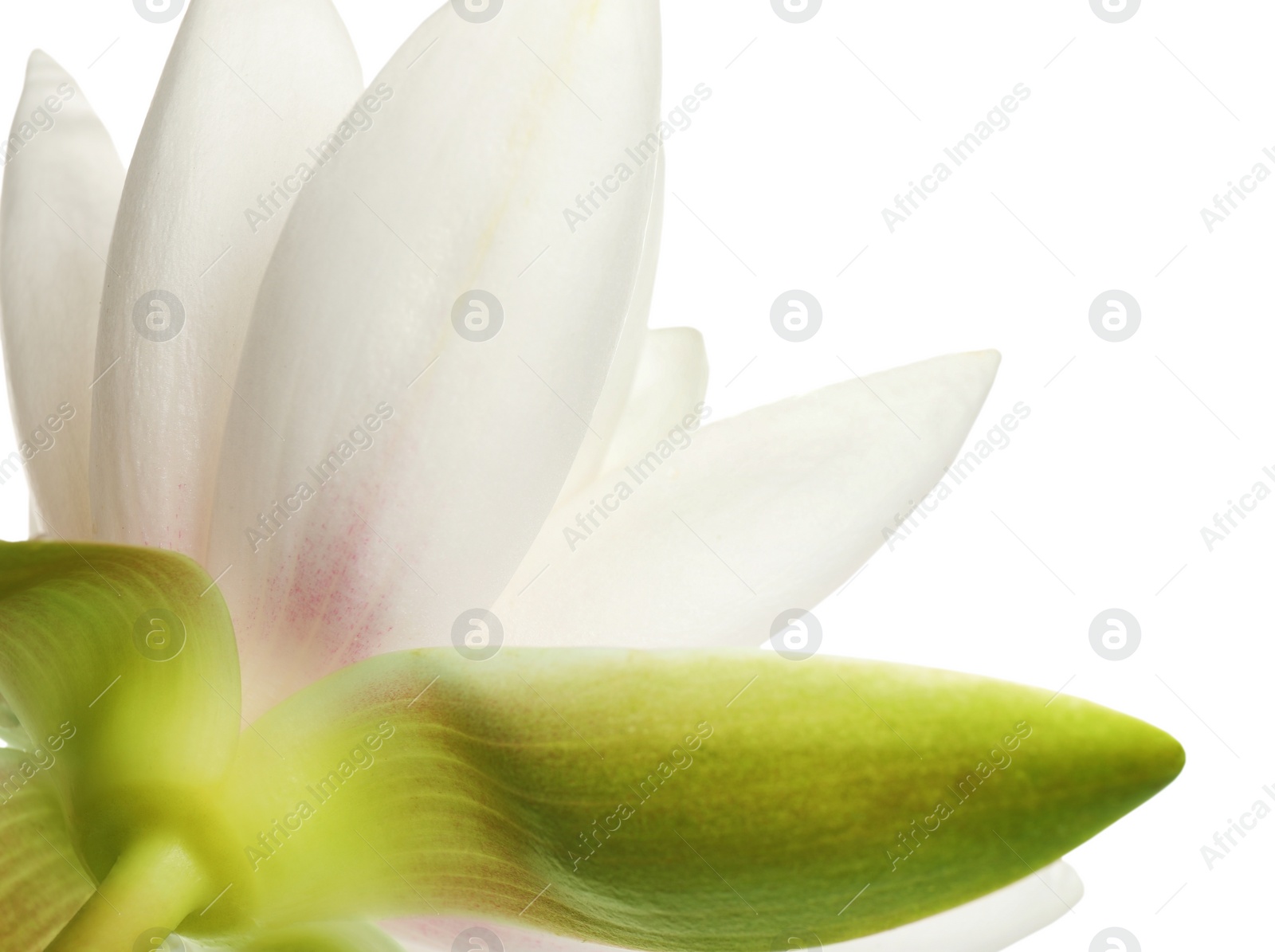 Photo of Beautiful blooming lotus flower on white background, closeup