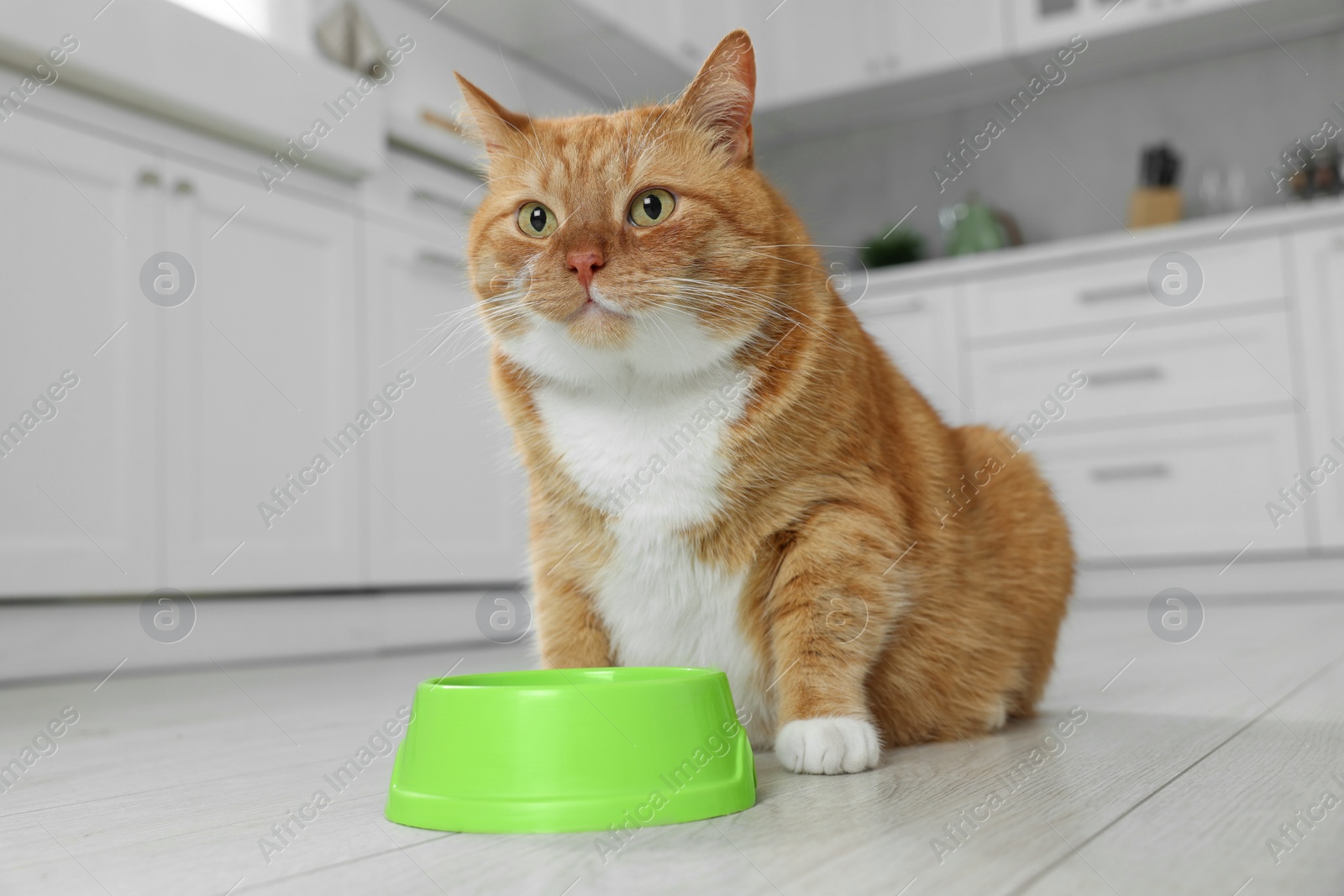 Photo of Cute ginger cat near feeding bowl in kitchen. Space for text