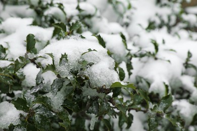 Photo of Green bushes covered with snow outdoors on winter day, closeup