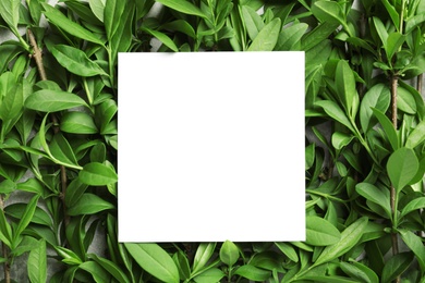 Photo of Blank card with space for text on green leaves