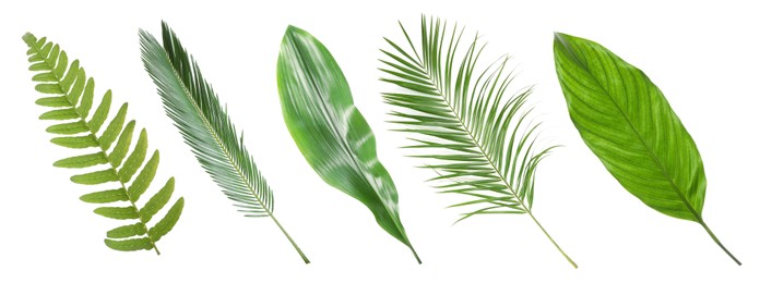 Image of Set with beautiful fern and other tropical leaves on white background. Banner design