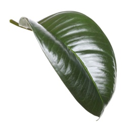 Photo of Fresh green leaf of Ficus elastica plant isolated on white