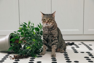 Photo of Mischievous cat near overturned houseplant on carpet indoors