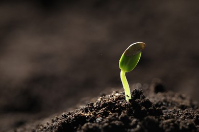 Photo of Little green seedling growing in soil, closeup. Space for text