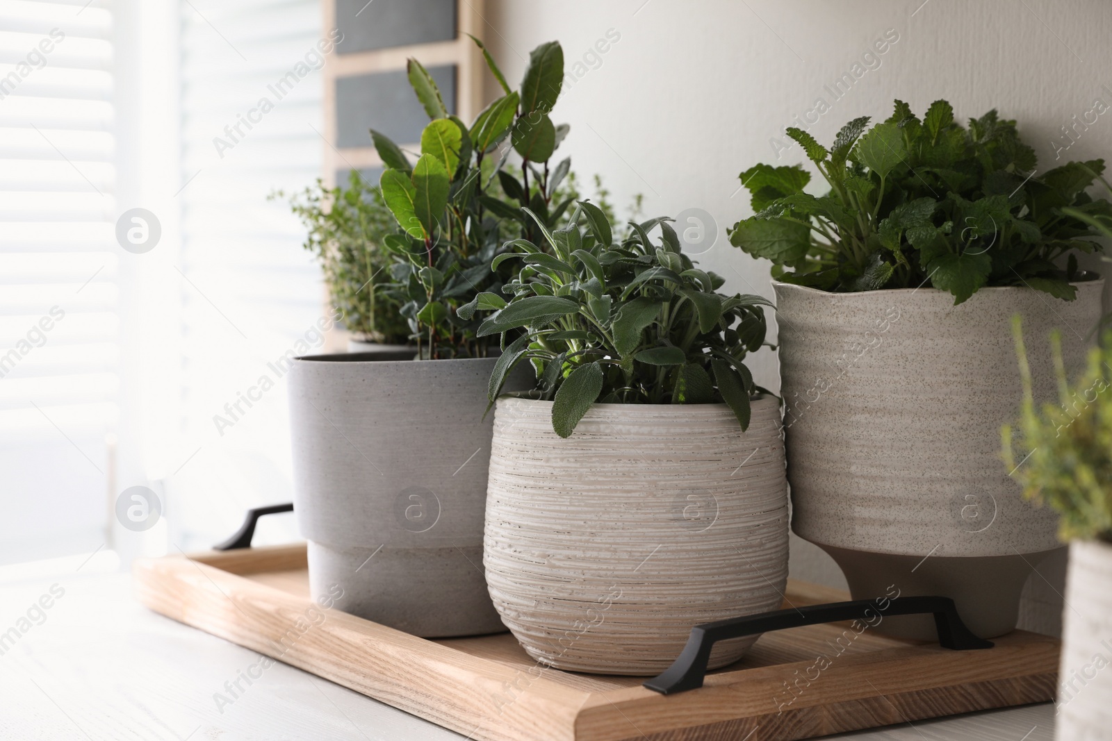 Photo of Different aromatic potted herbs on white table indoors