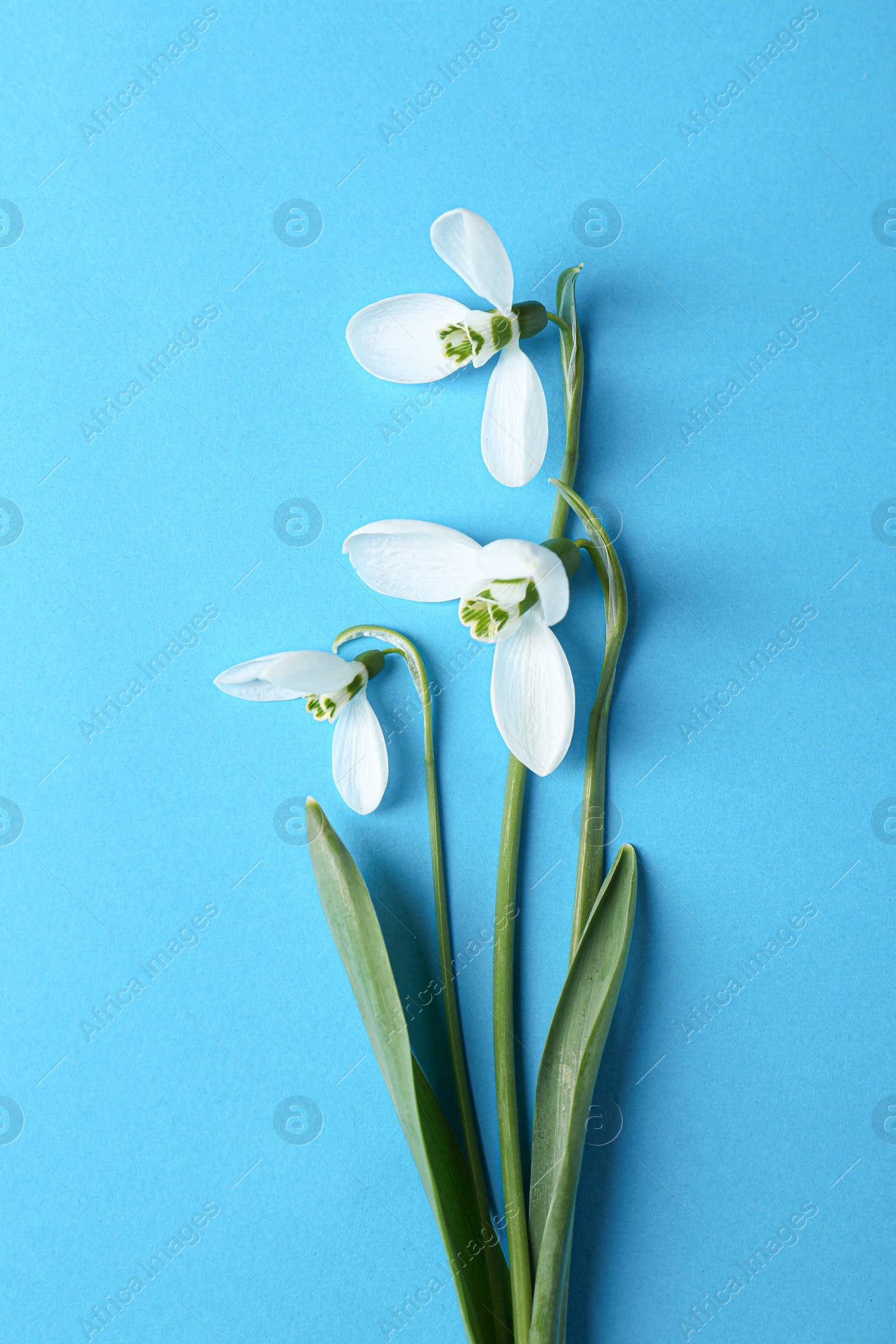 Photo of Beautiful snowdrops on light blue background, flat lay