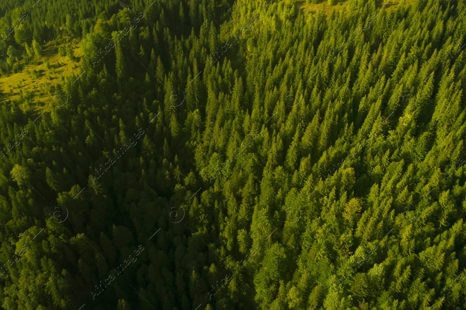 Image of Aerial view of beautiful forest with conifer trees on sunny day