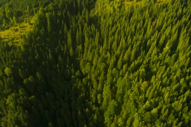 Aerial view of beautiful forest with conifer trees on sunny day