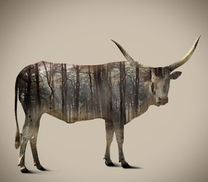 Image of Double exposure of Ankole cow and forest