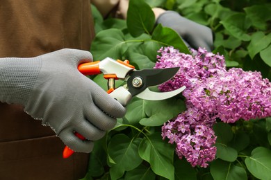 Photo of Gardener pruning lilac branch with secateurs outdoors, closeup