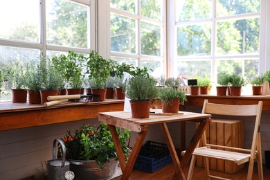 Photo of Different potted home plants and gardening tools in shop