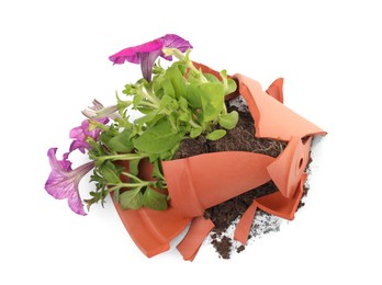 Photo of Broken terracotta flower pot with soil and petunia plant on white background, top view