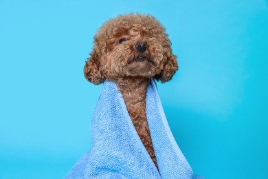 Cute Maltipoo dog wrapped in towel on light blue background