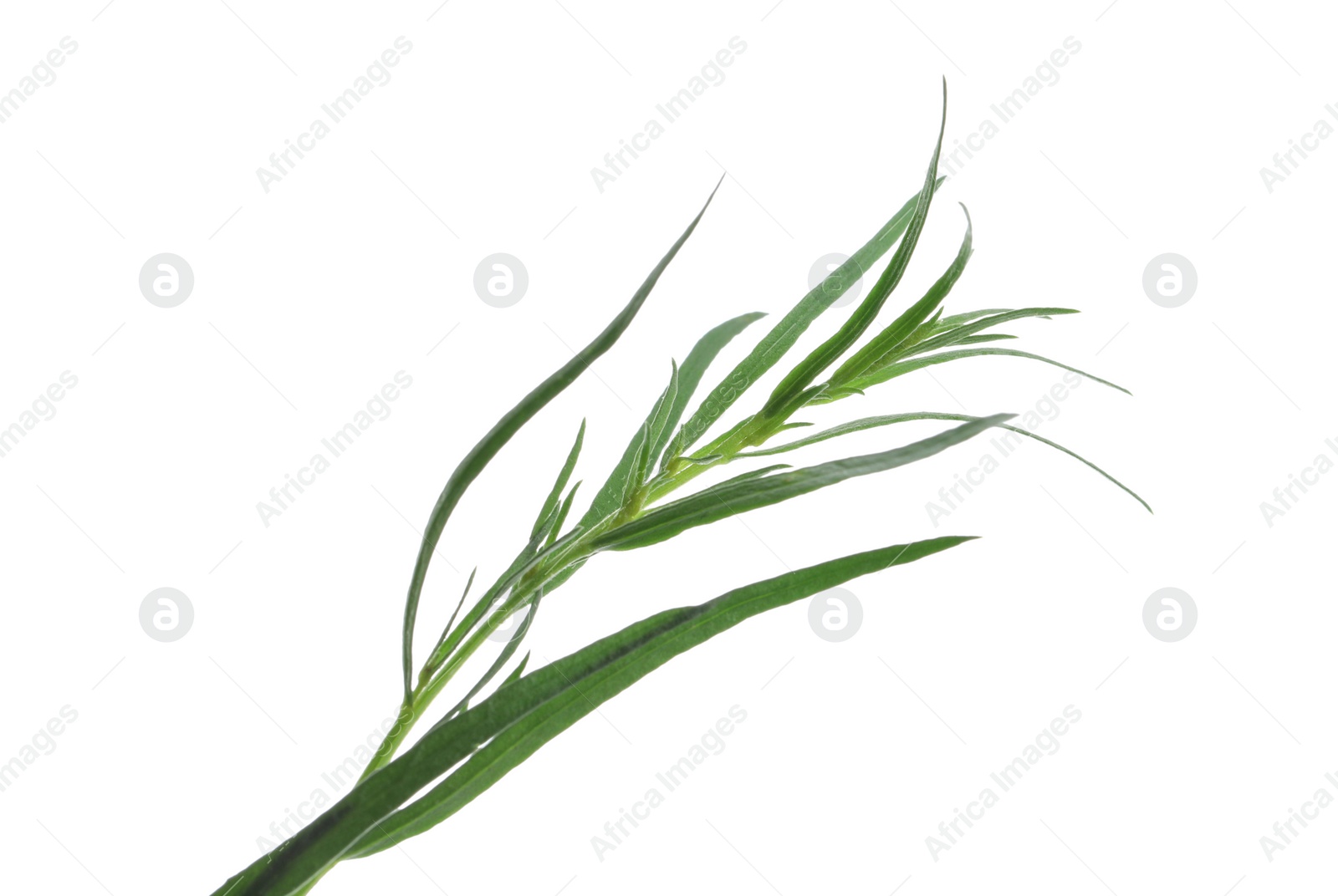 Photo of One sprig of fresh tarragon on white background