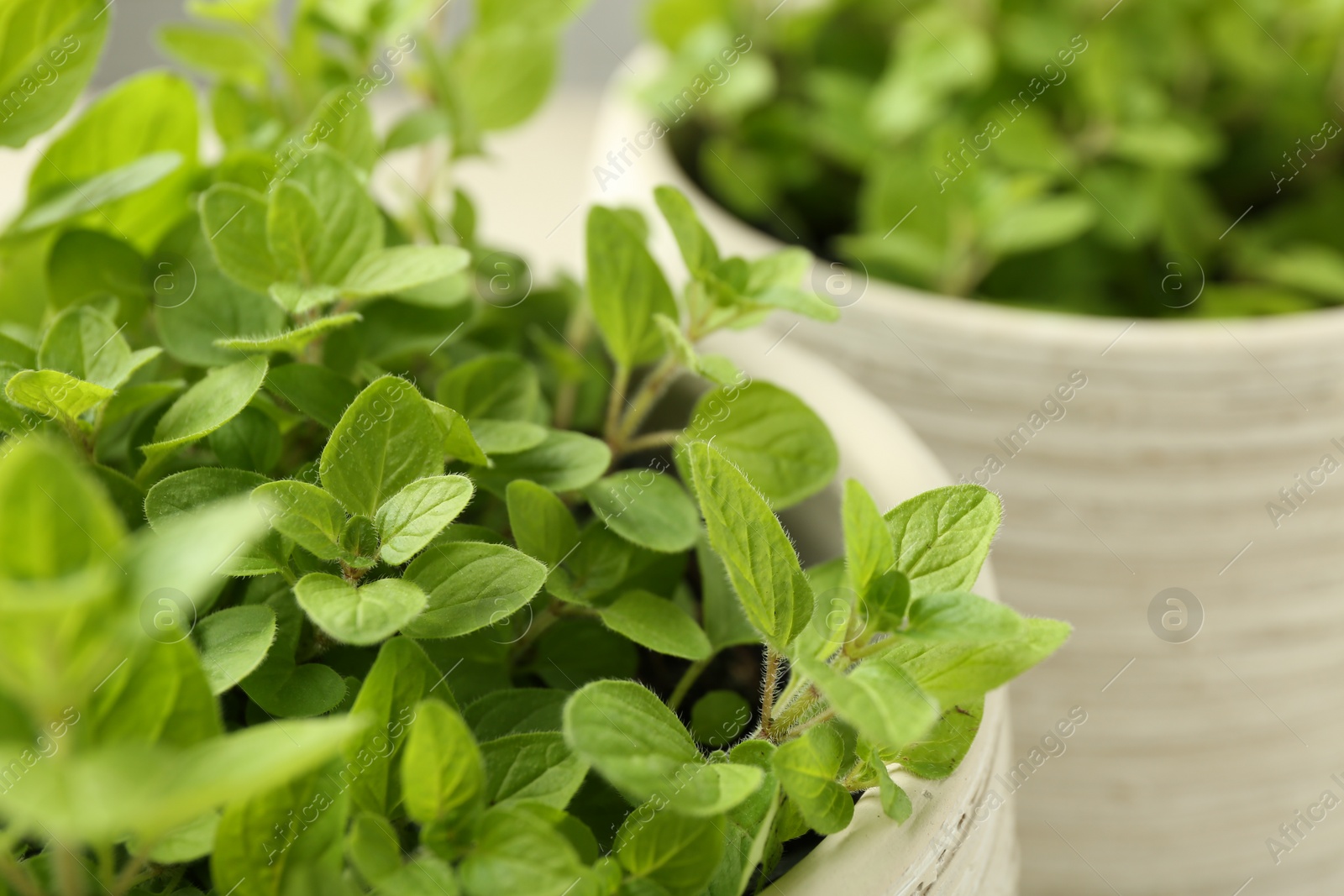 Photo of Aromatic green oregano growing in pots, closeup