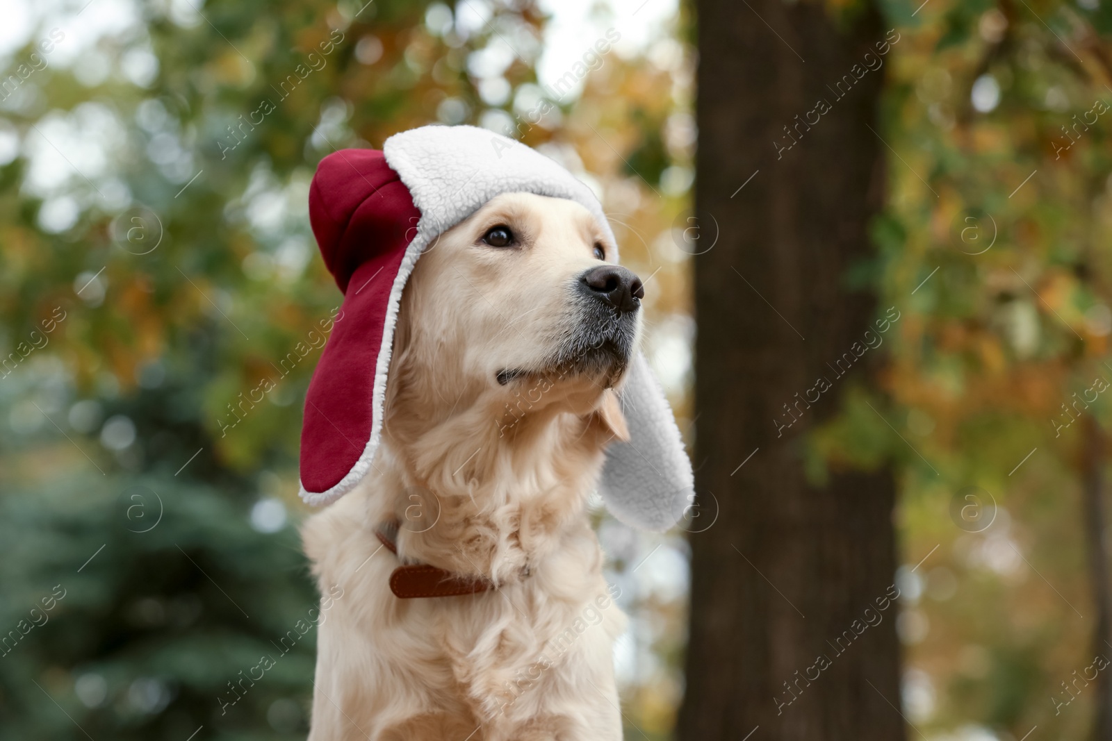 Photo of Funny Labrador Retriever wearing warm hat in beautiful autumn park