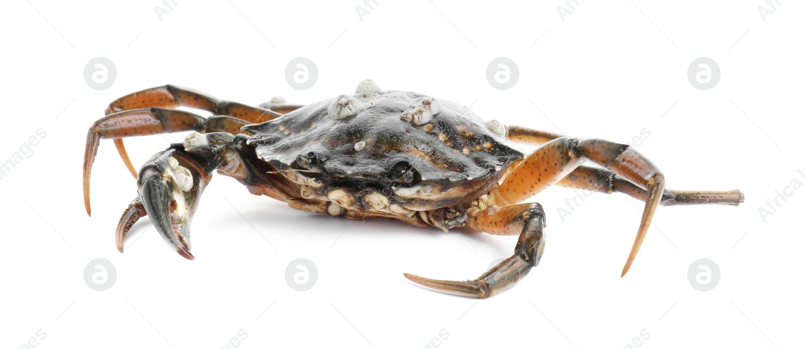 Photo of One fresh raw crab isolated on white