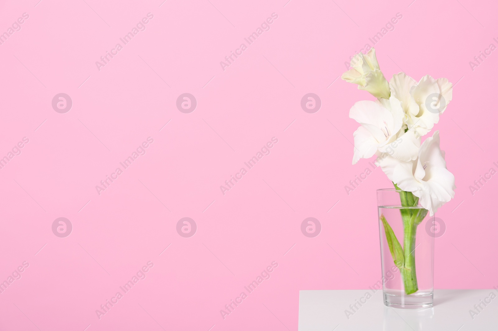 Photo of Vase with beautiful gladiolus flowers on wooden table against pink background. Space for text