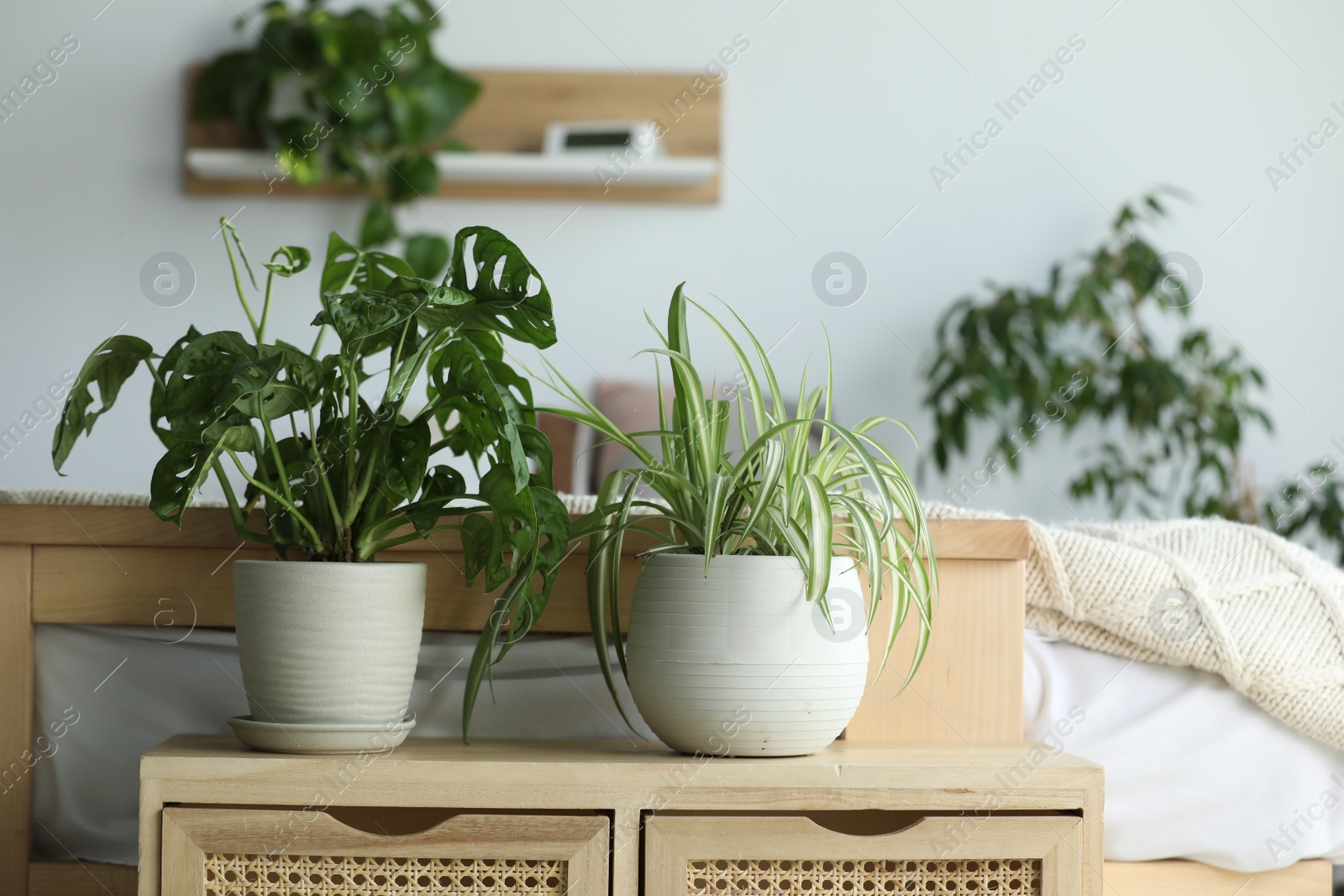 Photo of Cozy bedroom interior with different potted houseplants