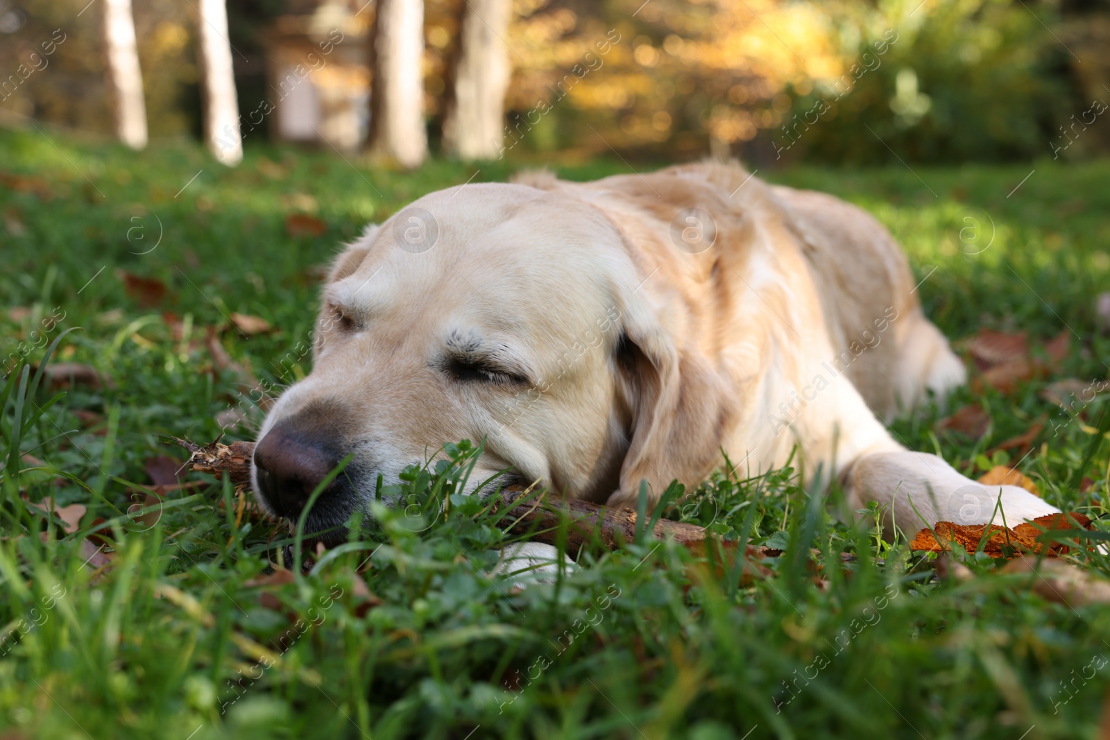 Photo of Cute Labrador Retriever dog playing with stick on green grass in sunny autumn park