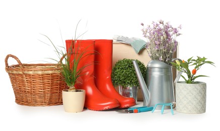 Gardening tools and houseplants on white background