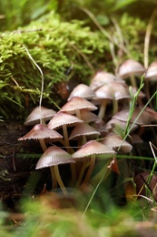 Small mushrooms growing in forest, closeup view