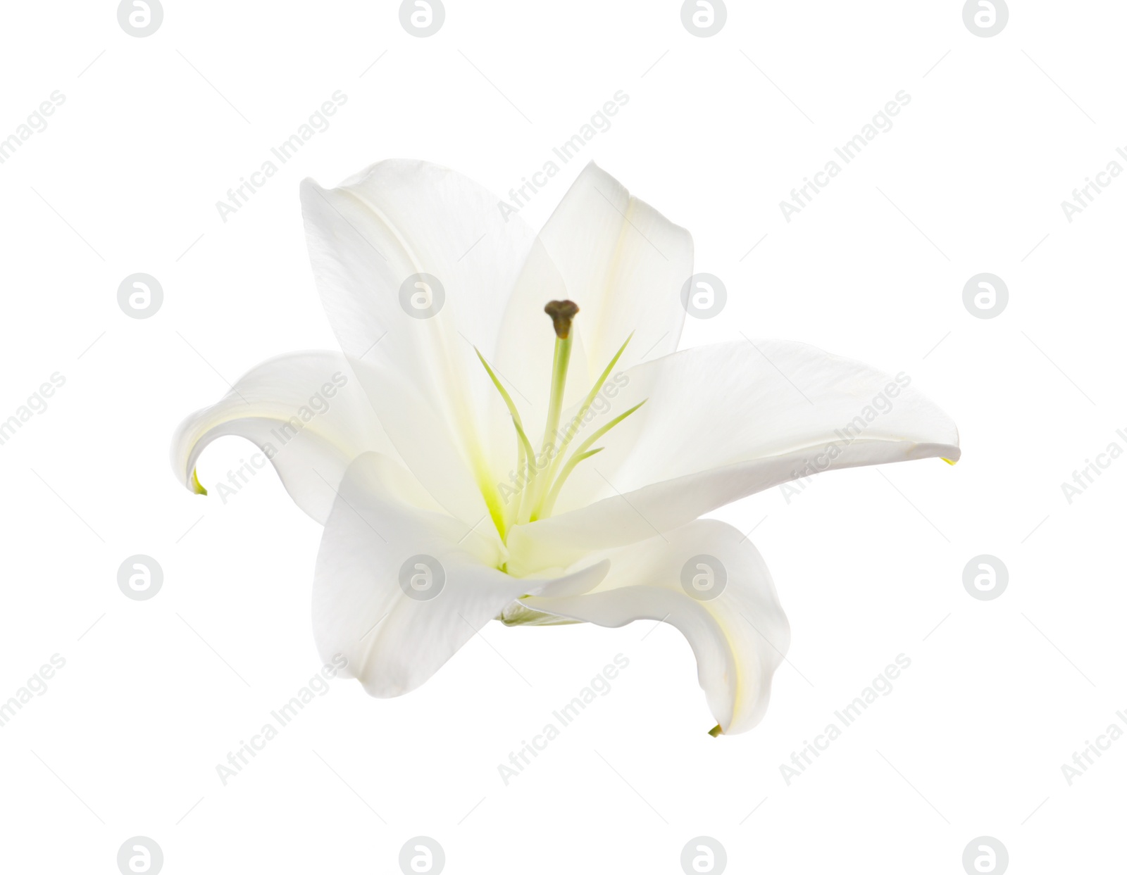 Photo of Beautiful fresh lily flower isolated on white