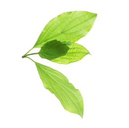 Photo of Branch with green leaves on white background