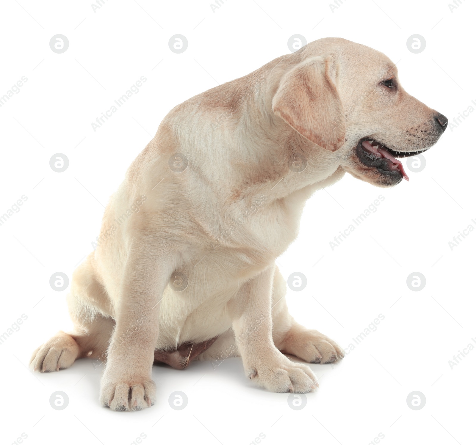 Photo of Cute yellow labrador retriever puppy isolated on white