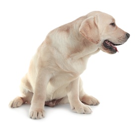 Cute yellow labrador retriever puppy isolated on white