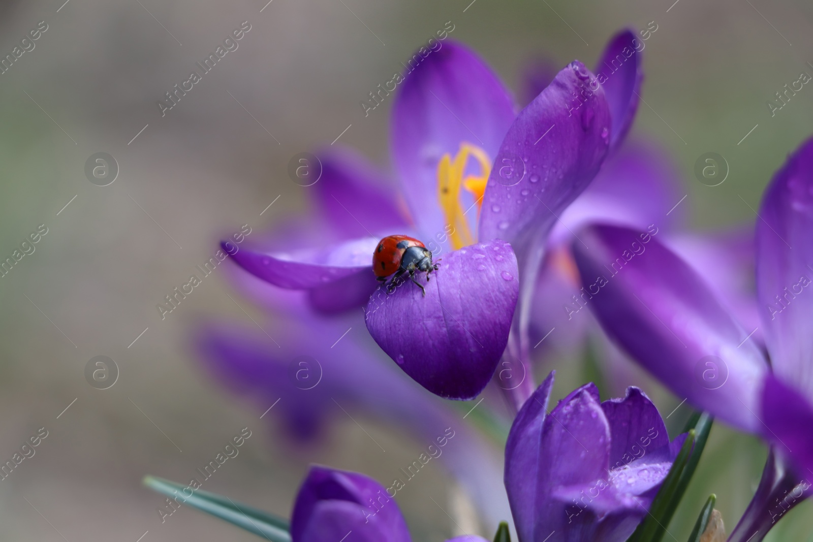 Photo of Ladybug on fresh purple crocus flower growing against blurred background, closeup