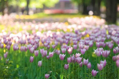 Photo of Blossoming tulips outdoors on sunny spring day