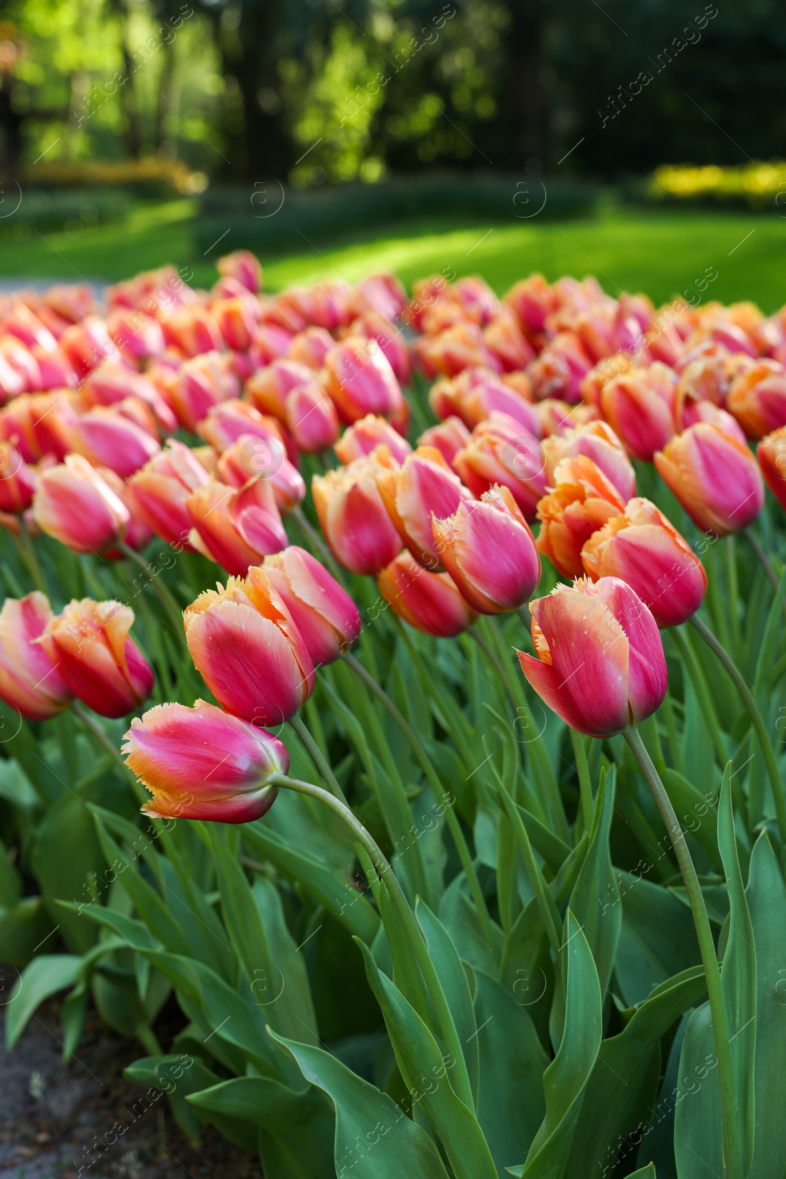 Photo of Many beautiful tulip flowers growing in park, closeup. Spring season