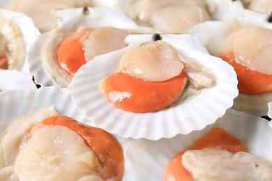 Photo of Fresh raw scallops with shells as background, closeup