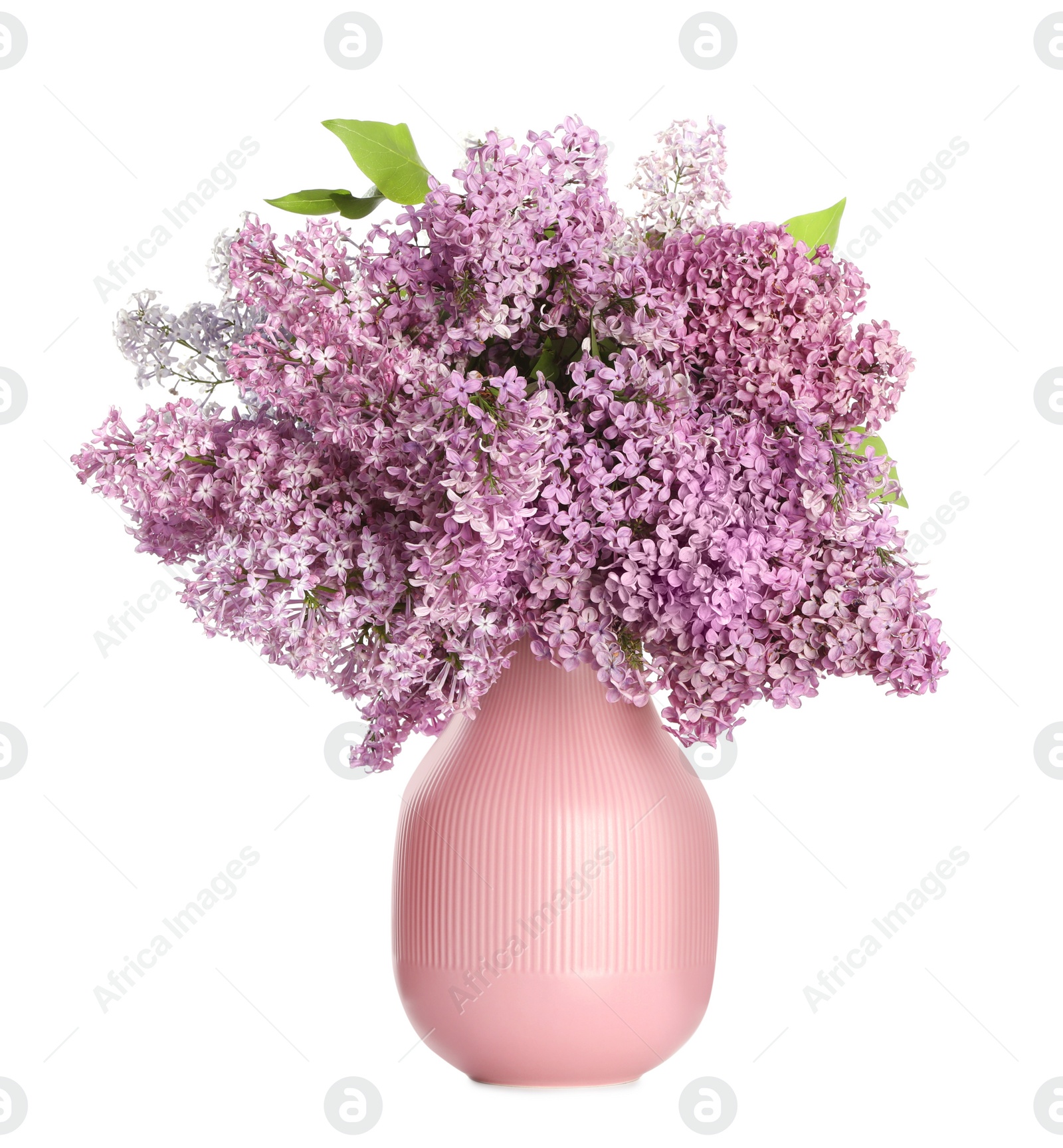 Photo of Beautiful lilac flowers in vase isolated on white