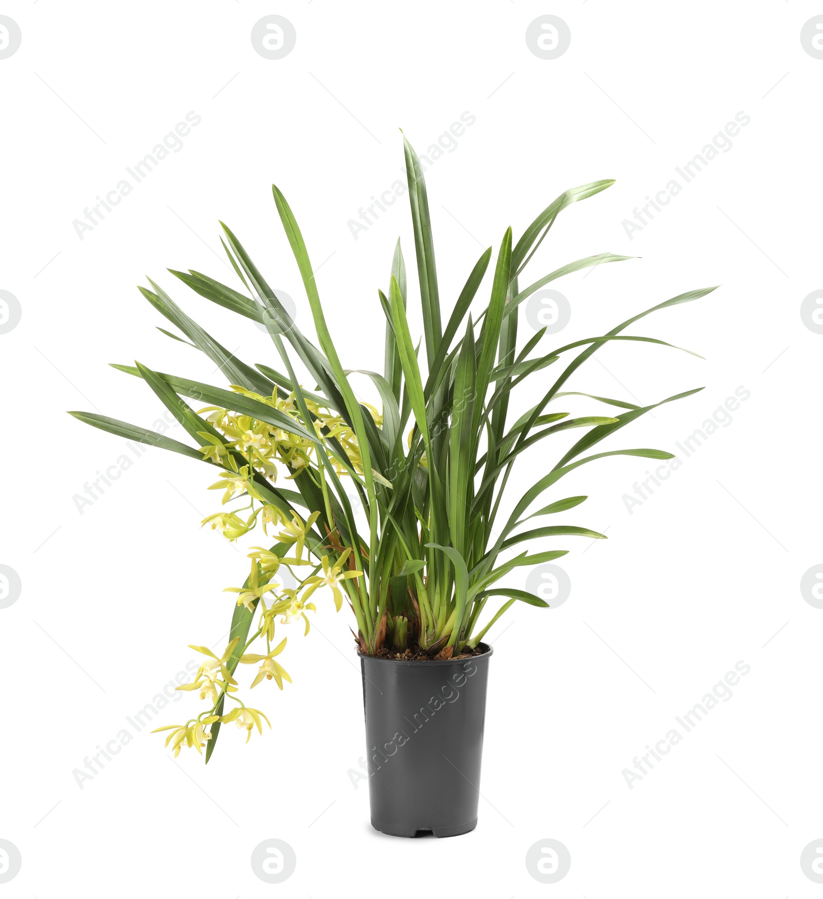 Photo of Vanilla orchid plant with yellow flowers in pot isolated on white
