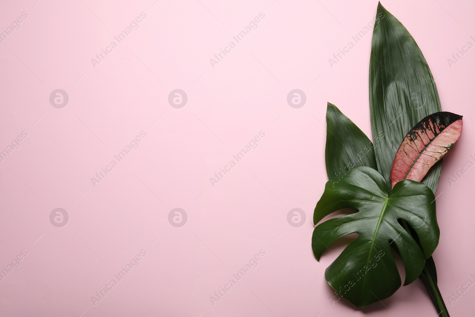 Photo of Flat lay composition with tropical leaves and space for text on color background