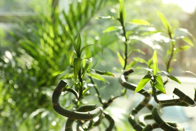 Photo of Bamboo stems on blurred background, closeup view