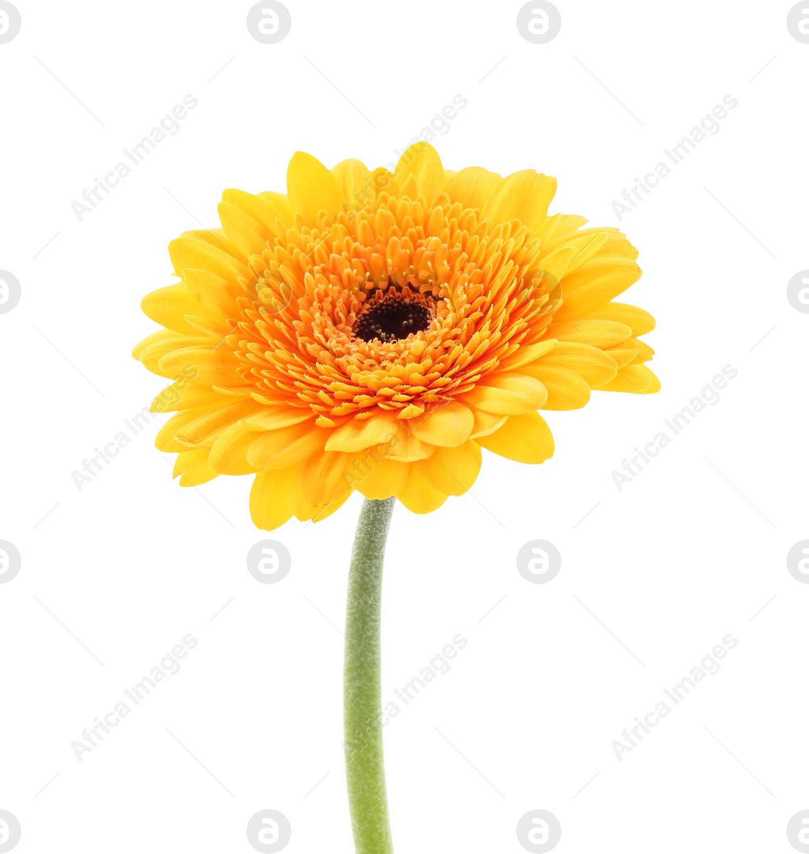 Photo of Beautiful orange gerbera flower isolated on white