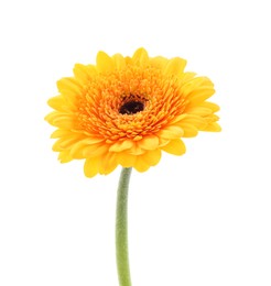 Photo of Beautiful orange gerbera flower isolated on white