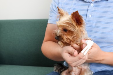 Man brushing dog's teeth on couch, closeup. Space for text