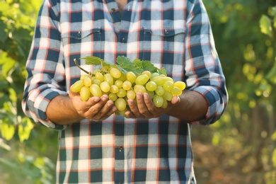 Photo of Man holding bunch of fresh ripe juicy grapes in vineyard, closeup