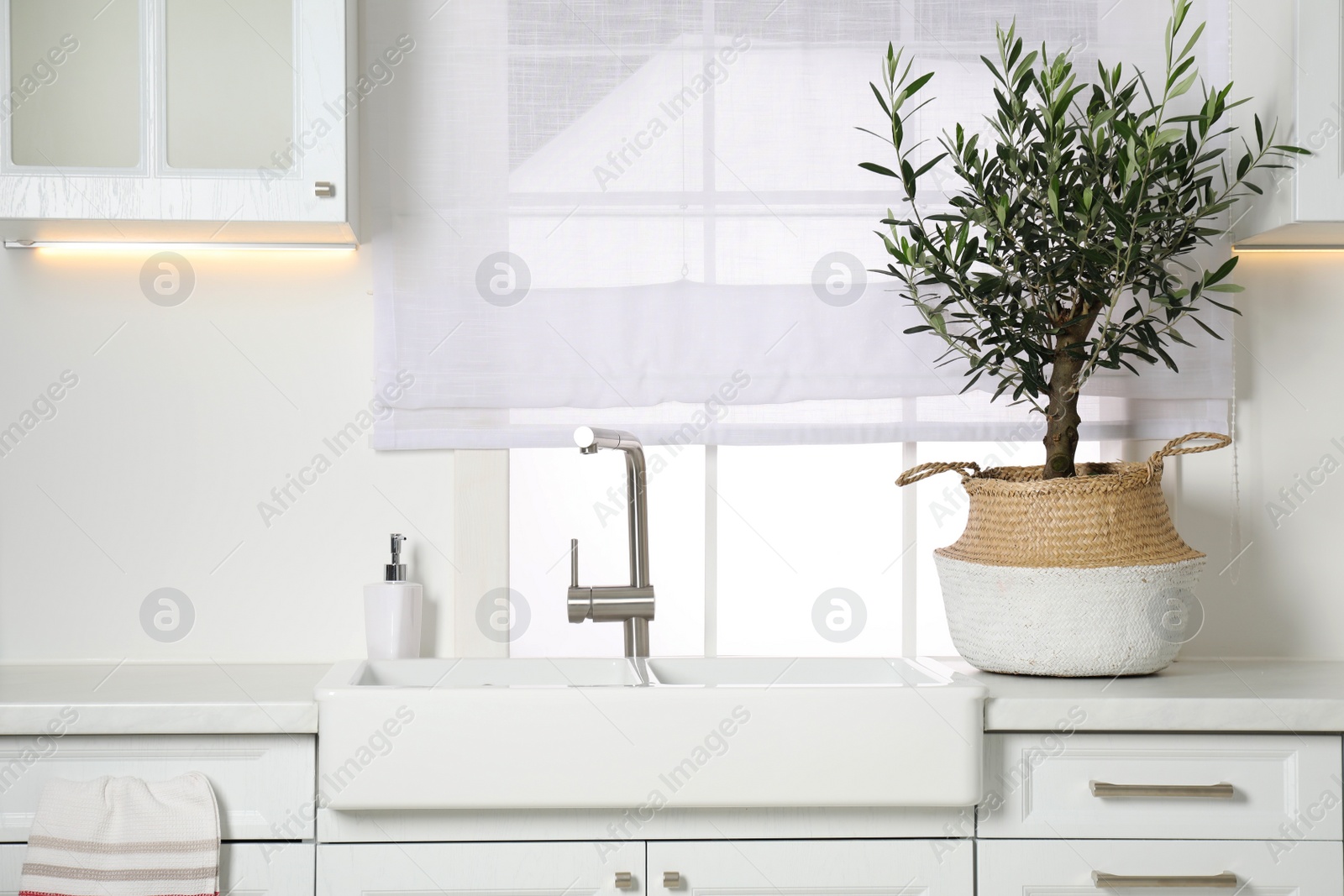 Photo of Beautiful potted olive tree on white countertop in stylish kitchen