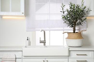 Beautiful potted olive tree on white countertop in stylish kitchen